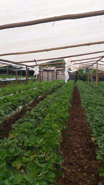 Vendavais e granizo castigam região da Cantuquiriguaçu